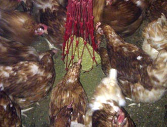 hens pecking alfafa blocks
