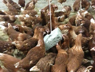 hens pecking a pecking block