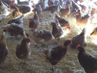 hens on fresh, dry litter