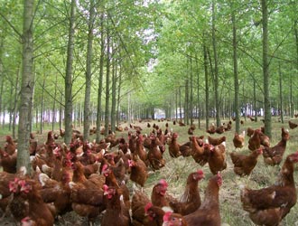 hens under trees
