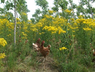 hens in undergrowth
