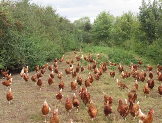 hens on the range