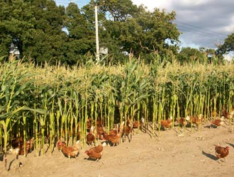maize planted on the range