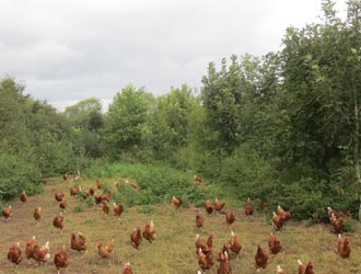hens on range with mature trees