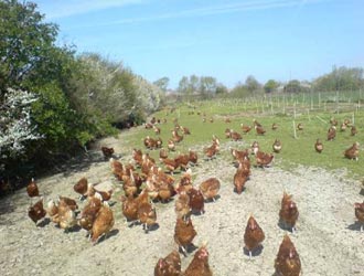 hens on range with saplings