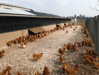 hens on restricted range