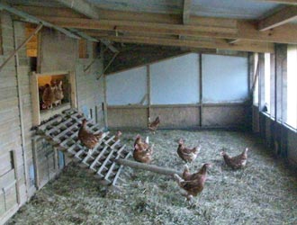hens being let down onto litter