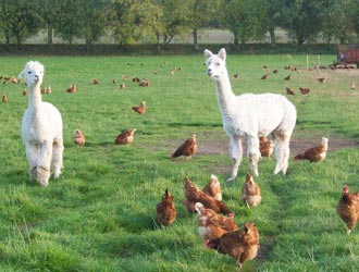 alpacas and hens on the range