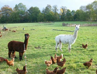 alpacas and hens on the range