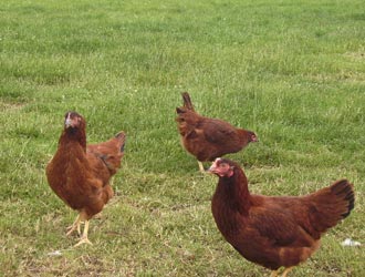 young pullets on the range