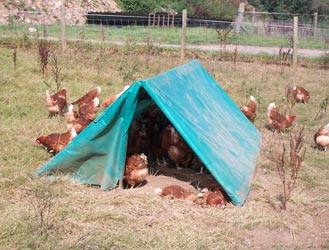 tent on the range and hens dustbathing