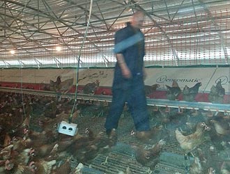a producer walking the hens