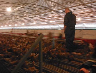 a producer inspecting the hens