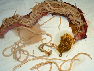 hens intestines riddled with worms
