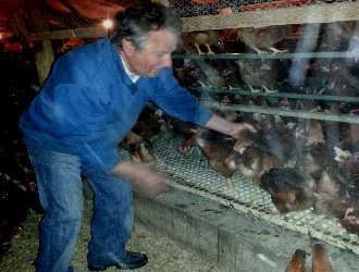 farm manager putting hens onto the slats