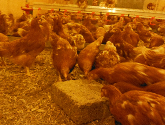 pecking blocks in the rearing shed