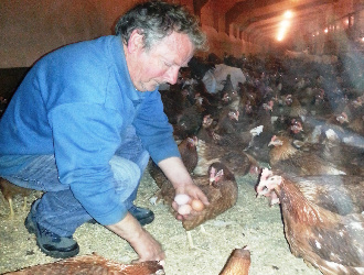 producer picking up eggs from the litter