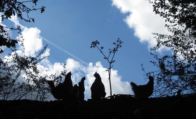 Hens silhouetted against bright blue sky